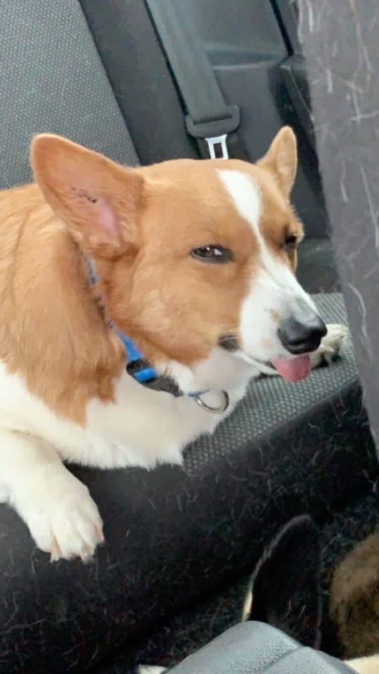 Cute Corgi Photos From Disapproving Corgis Facebook Group