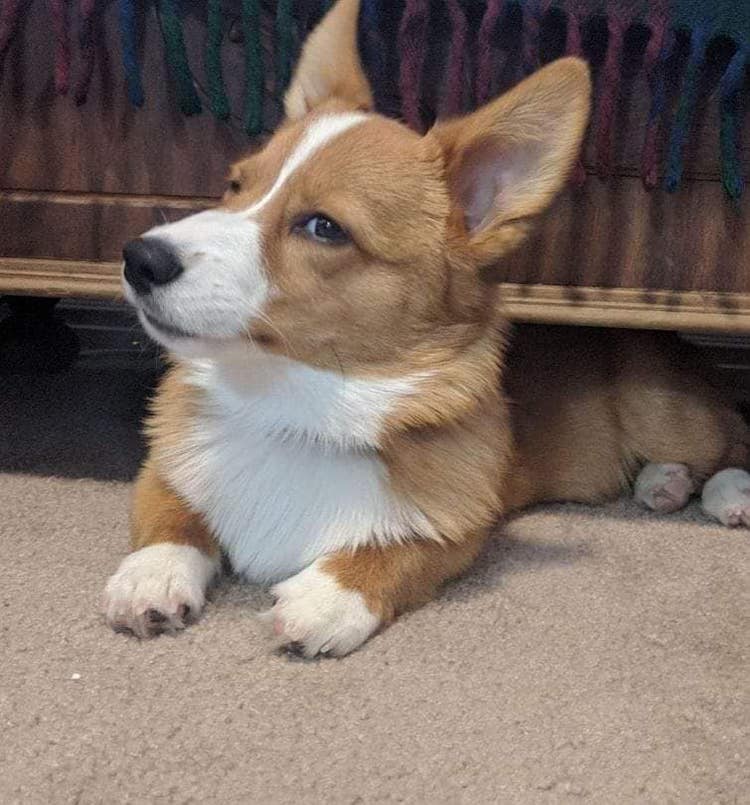 Disapproving corgis hot sale