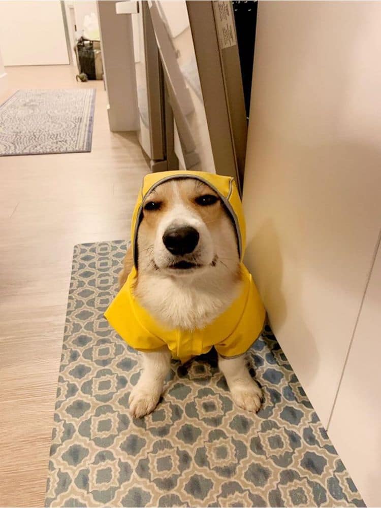 Fotos de corgis adorables del grupo de Facebook Disapproving Corgis