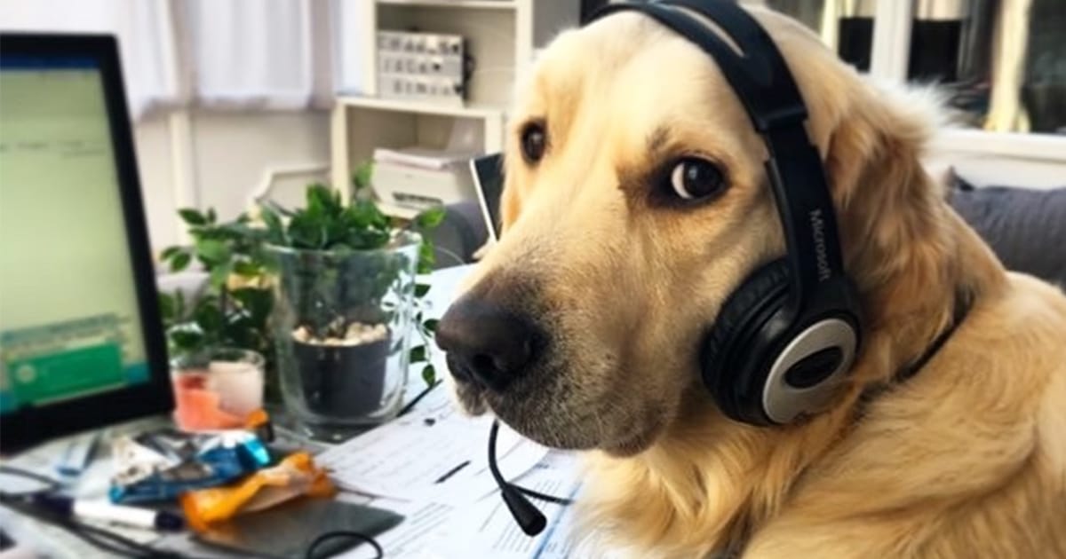 The Hilarious “Dogs Working From Home” Instagram Account is Dedicated to  Our Furry Coworkers | Search by Muzli