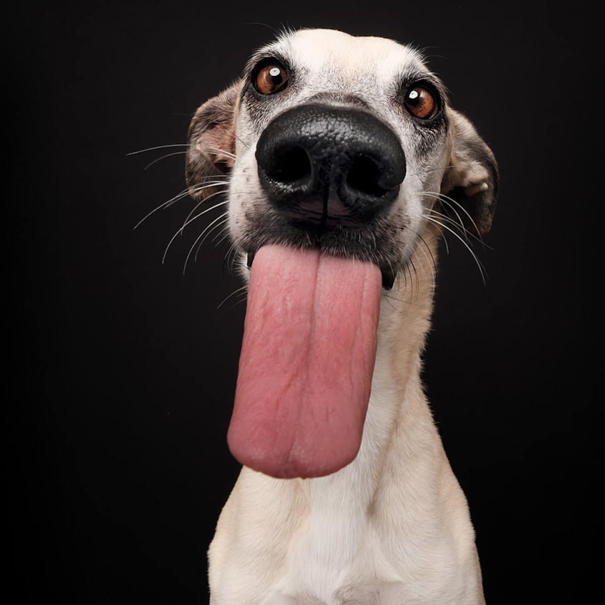 fotografia de perro sacando la lengua por Elke Vogelsang