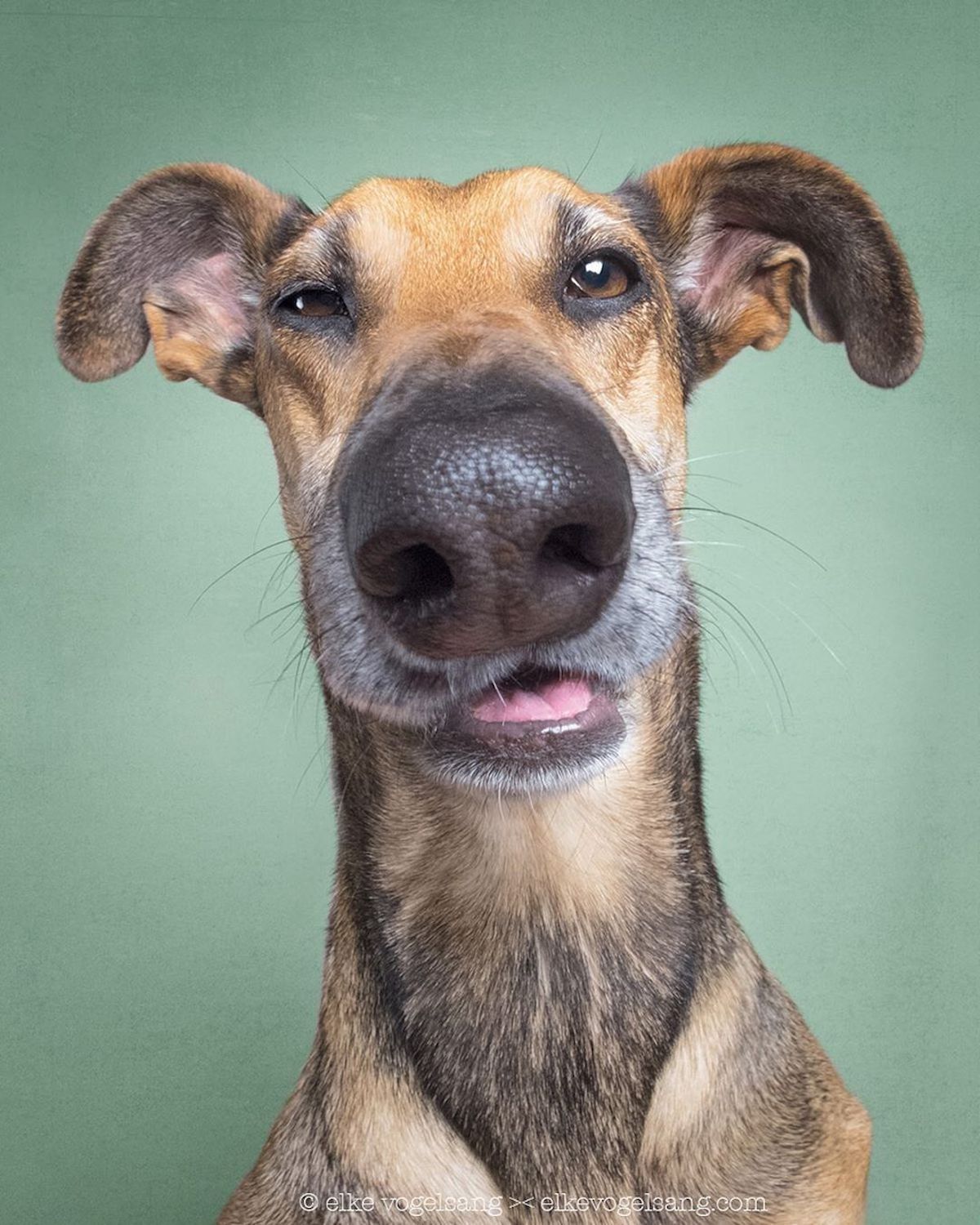 fotografia de perro chistoso por Elke Vogelsang