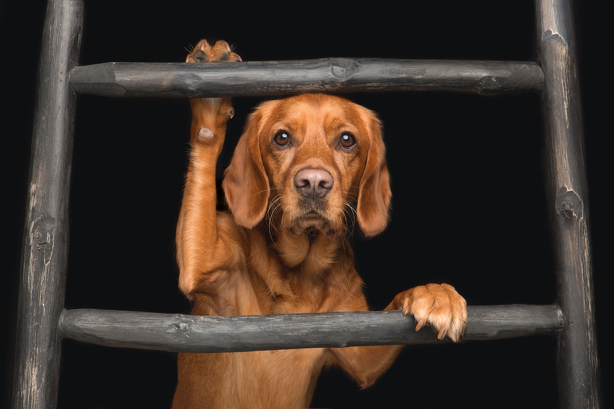 fotos de perros por Elke Vogelsang