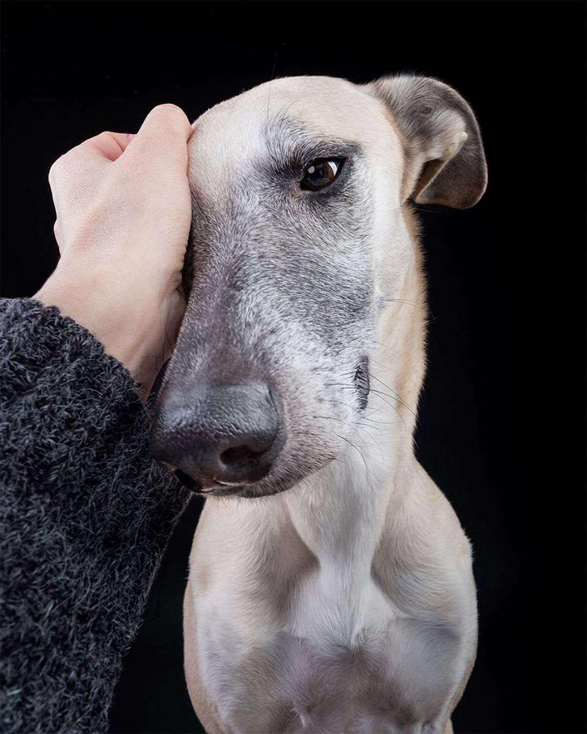 Dog Portrait Photography by Elke Vogelsang