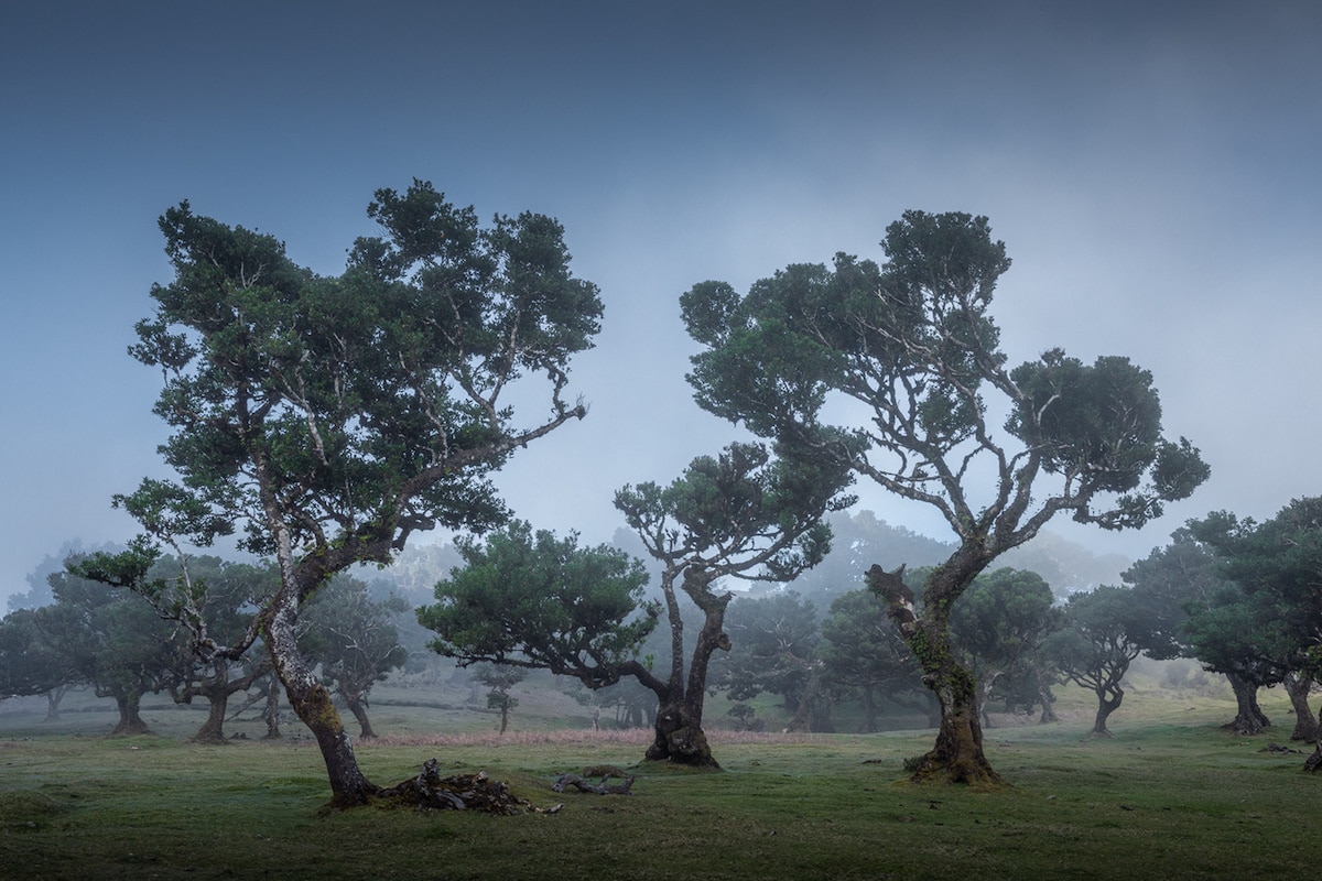 Fanal Forest by Albert Dros