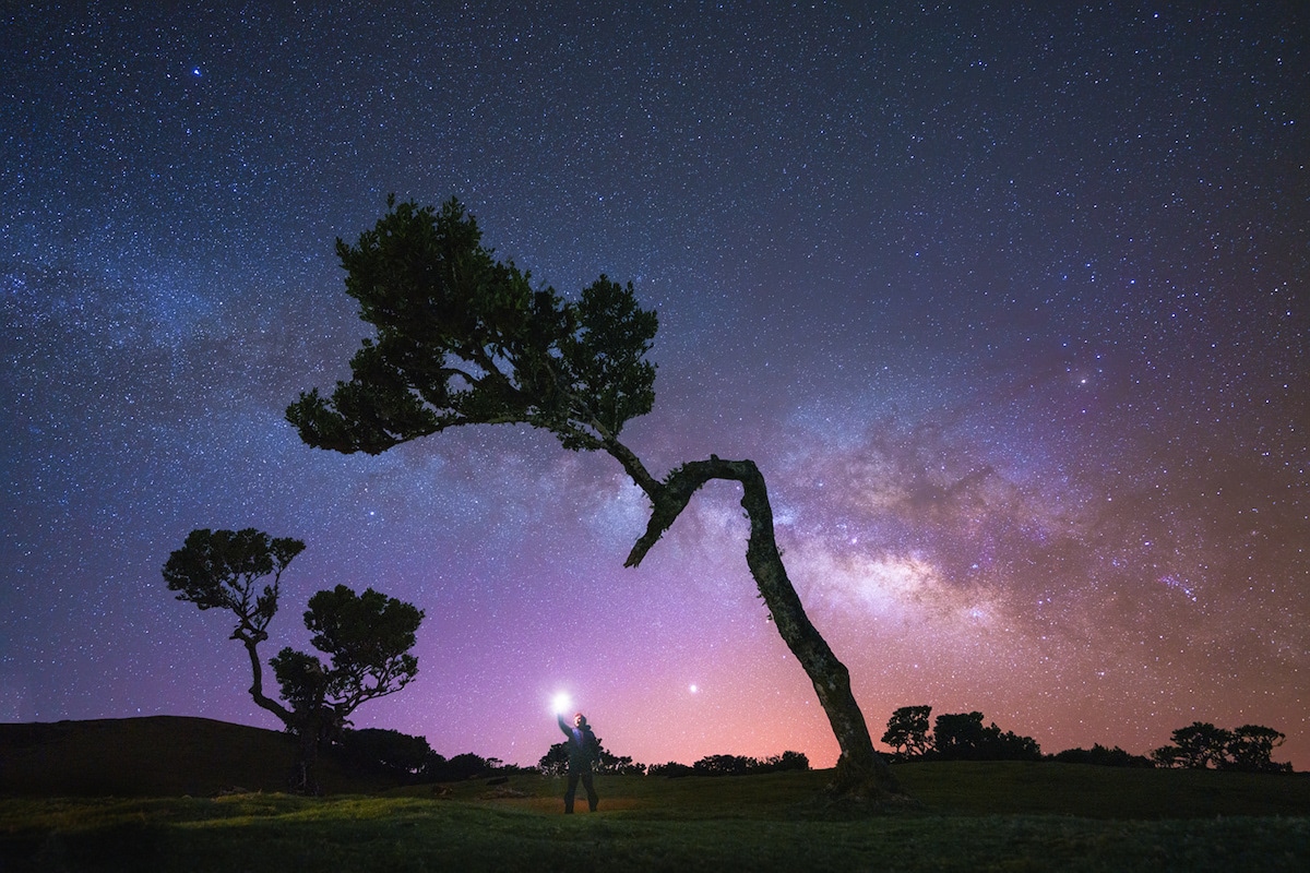 Nighttime at the Fanal Forest