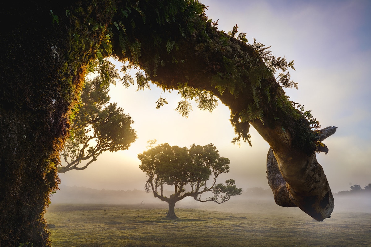 Fanal Forest in Madiera by Albert Dros