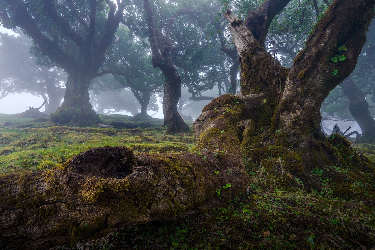 Fanal Forest by Albert Dros