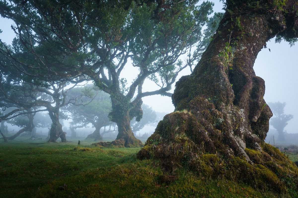 Fanal Forest by Albert Dros