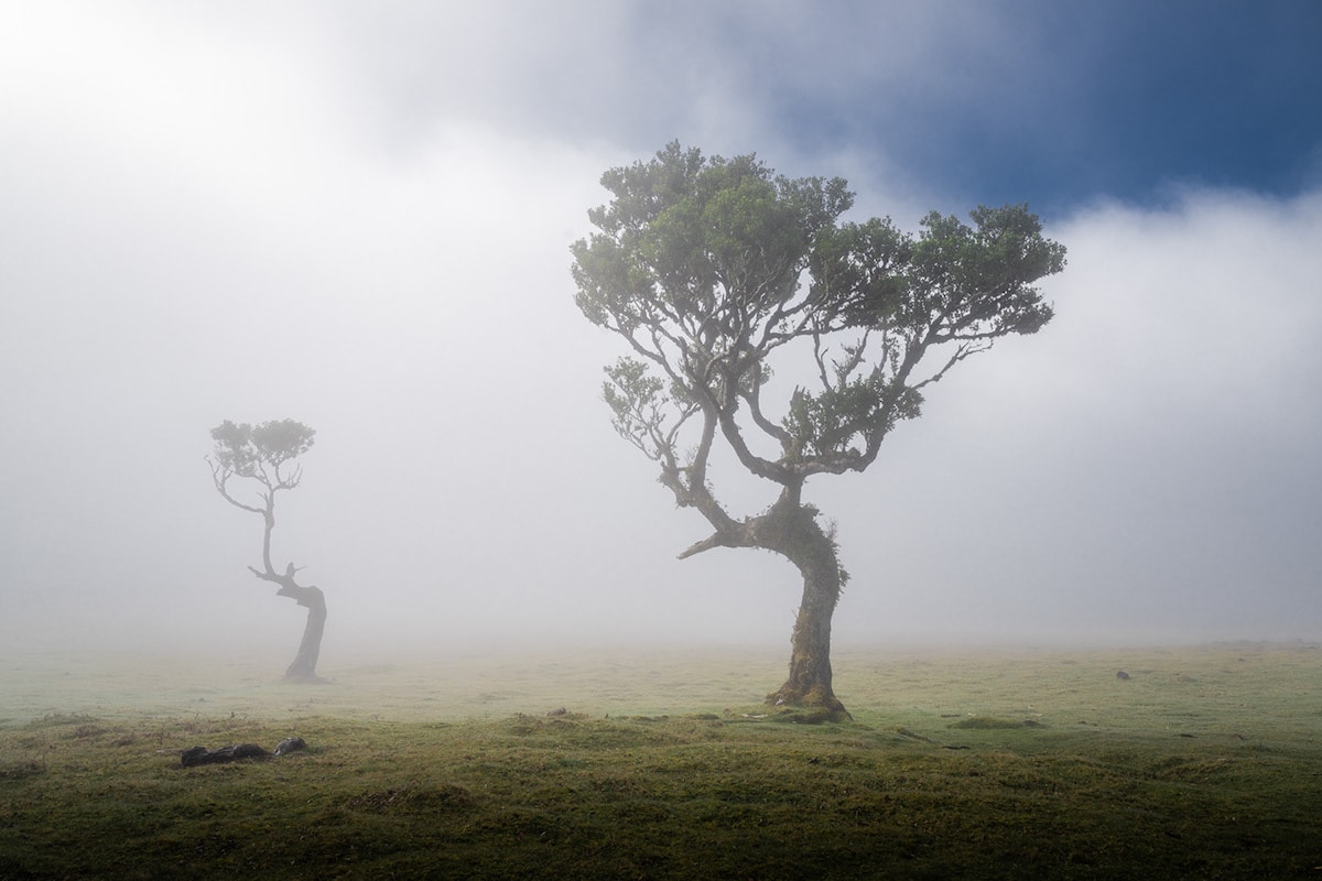 Fanal Forest in Madiera