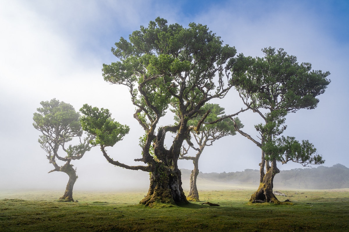 Fanal Forest by Albert Dros