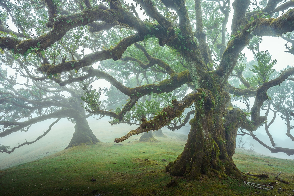 Tree Photography