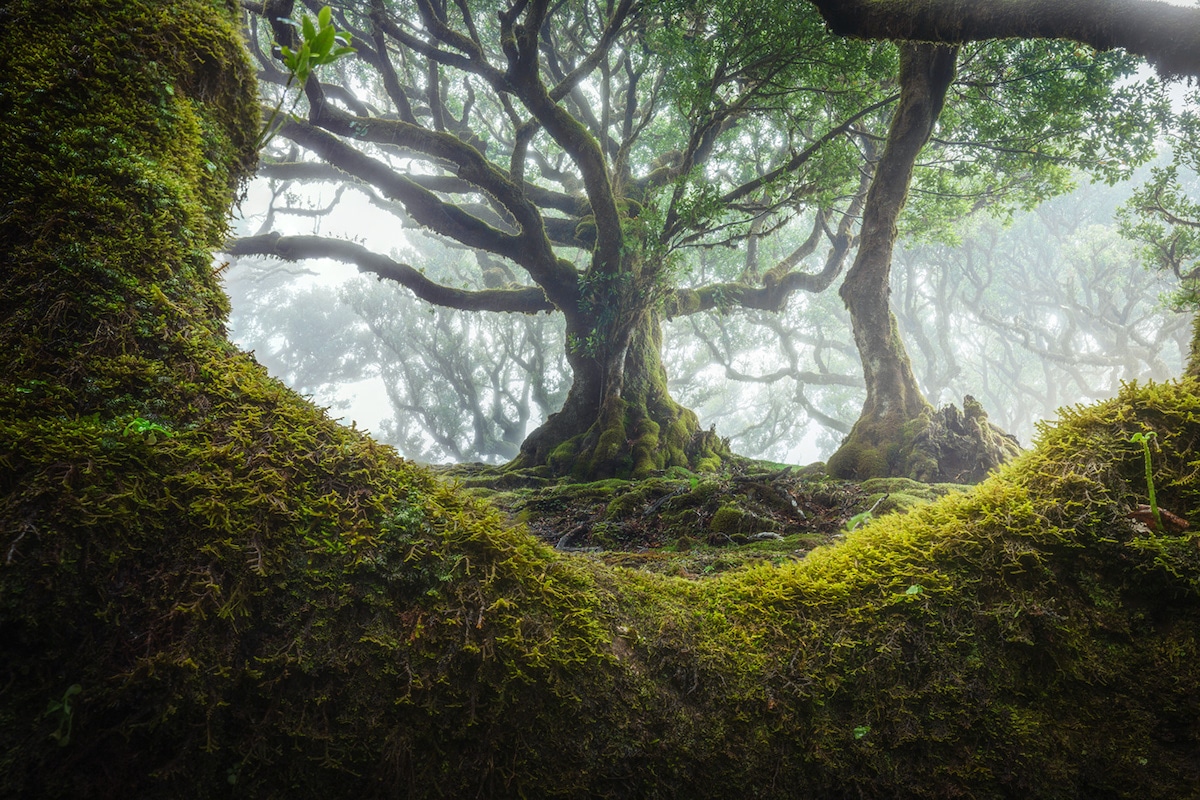 25 Photos of Madeira's Dreamy Fanal Forest by Albert Dros