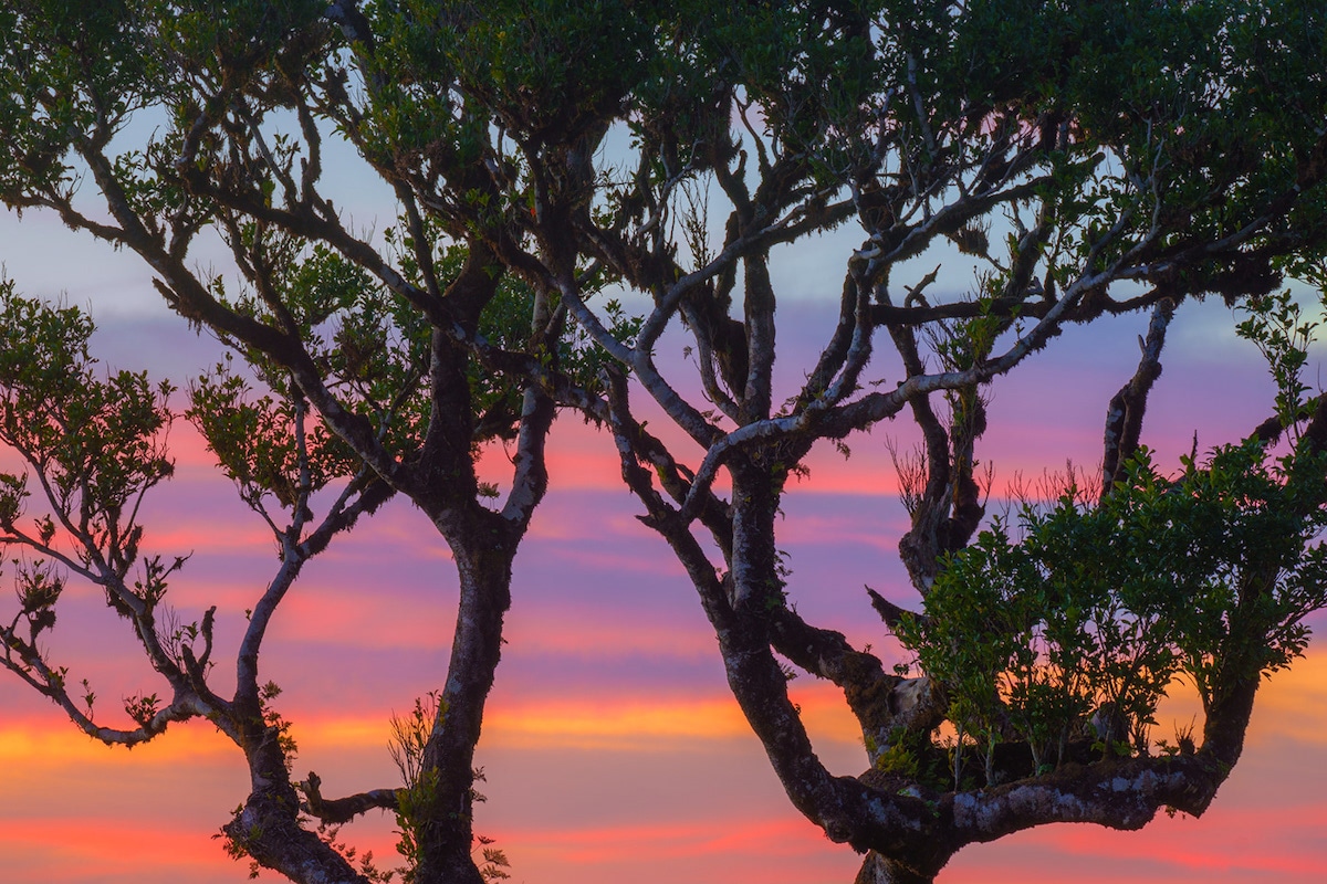 Sunset at the Fanal Forest