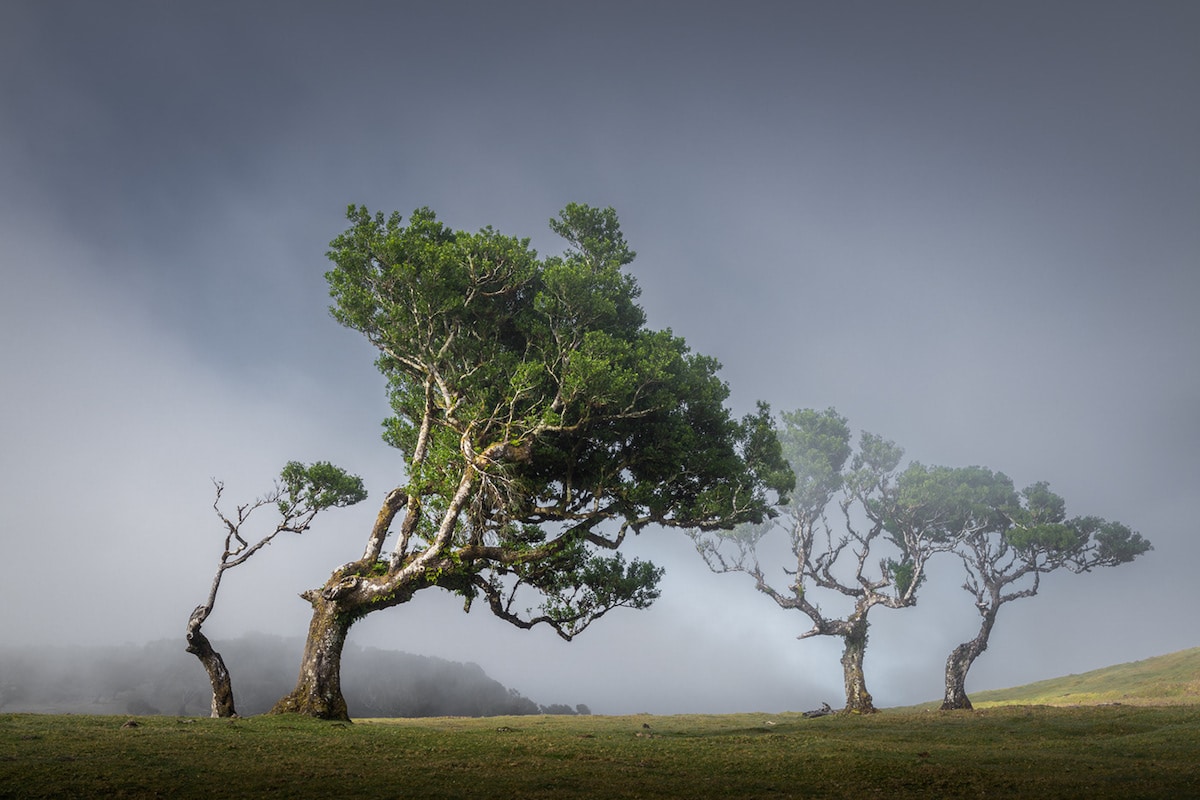 Tree Photography