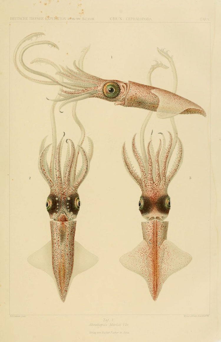 Cephalopod Atlas Illustrations by Friedrich Wilhelm Winter