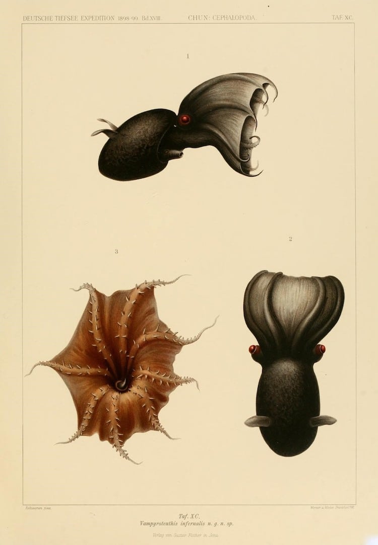 Early 20th Century Illustration of Marine Life