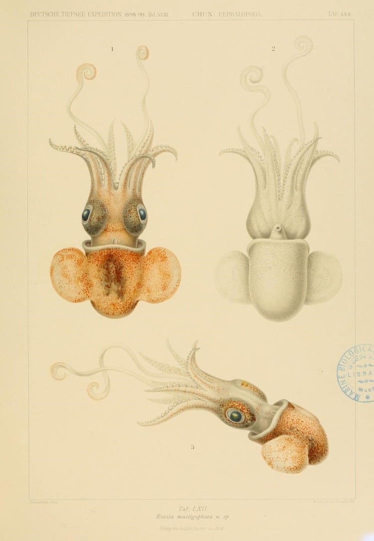 Biodiversity Heritage Library Cephalopod Atlas