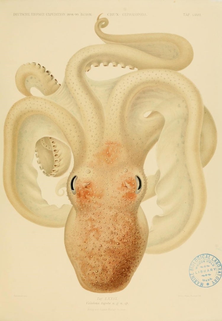 Marine Life Illustration