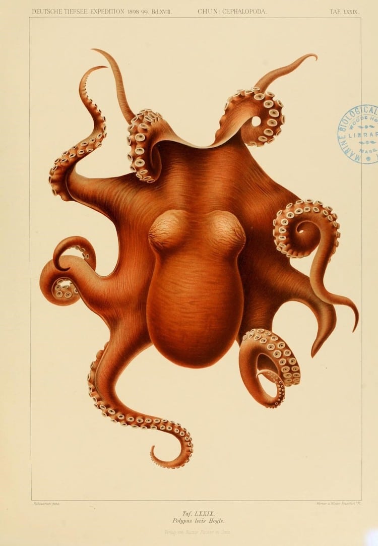 Cephalopod Atlas by Carl Chun