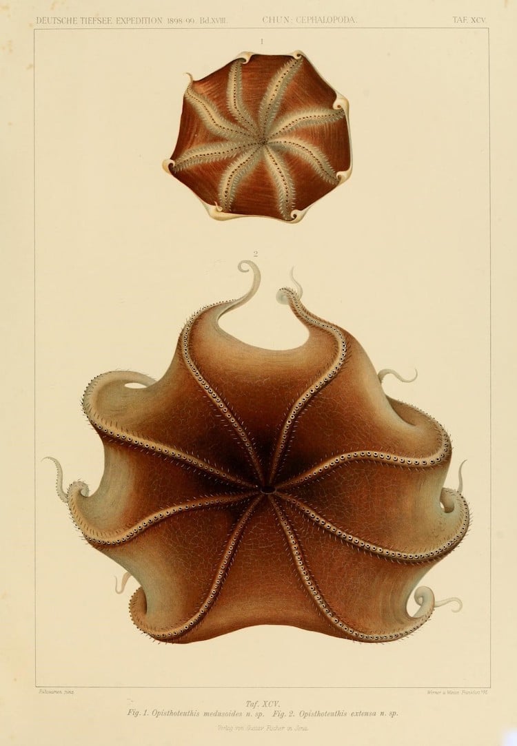 Cephalopod Atlas Illustrations by Friedrich Wilhelm Winter