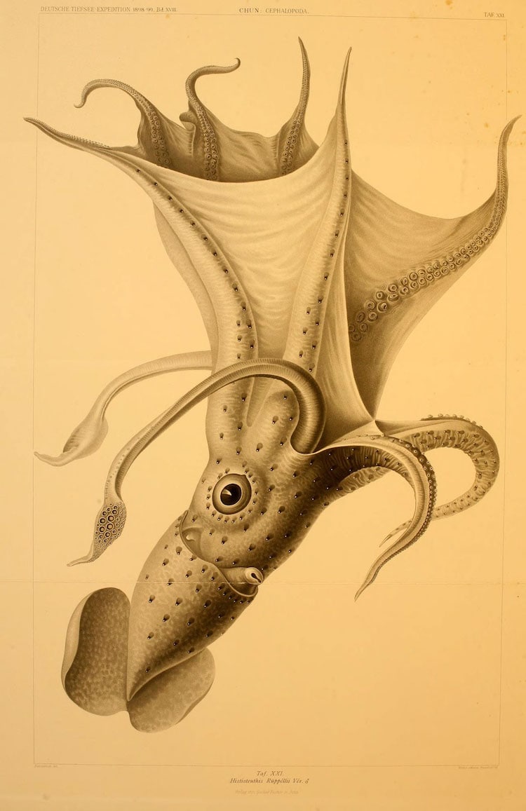 Cephalopod Atlas Illustrations by Friedrich Wilhelm Winter