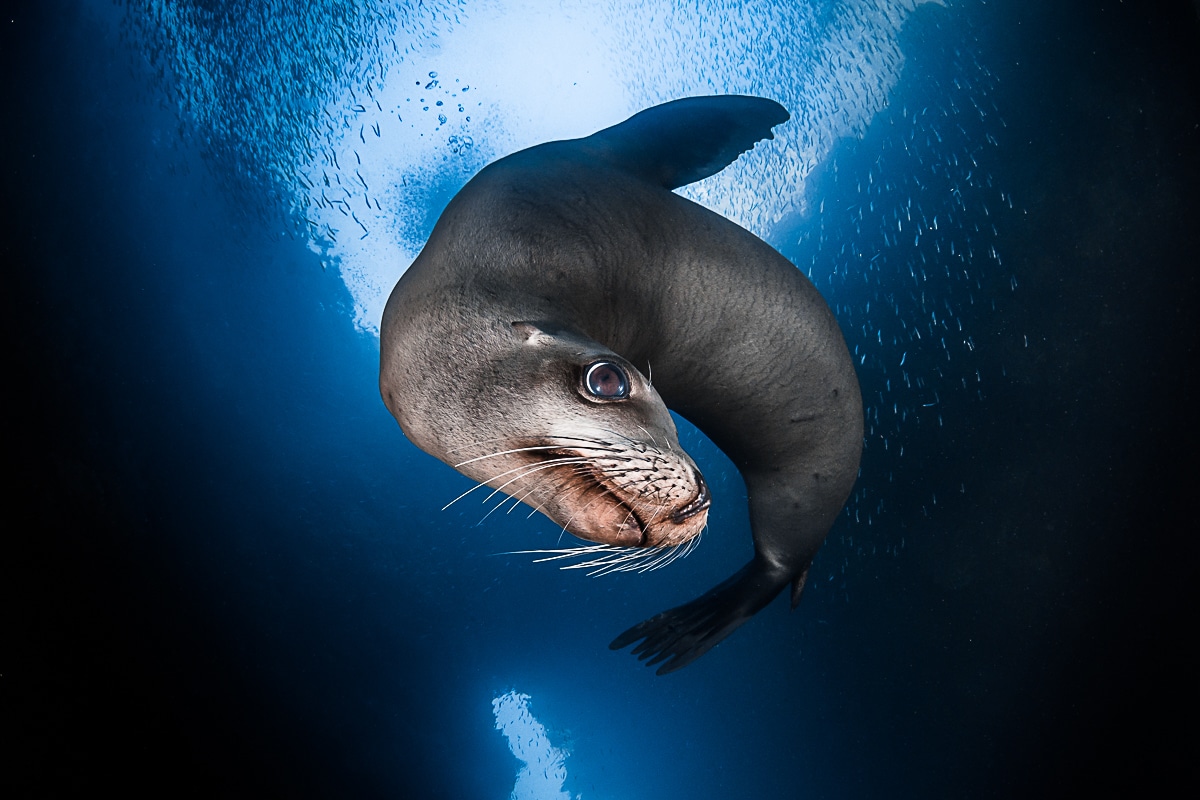 California sea lion by Greg Lecoeur