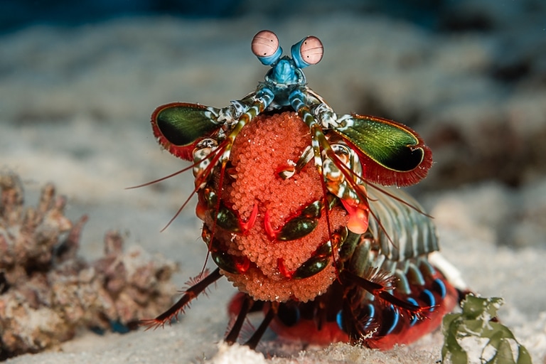 Greg Lecoeur Discusses His Incredible Underwater Photography Career