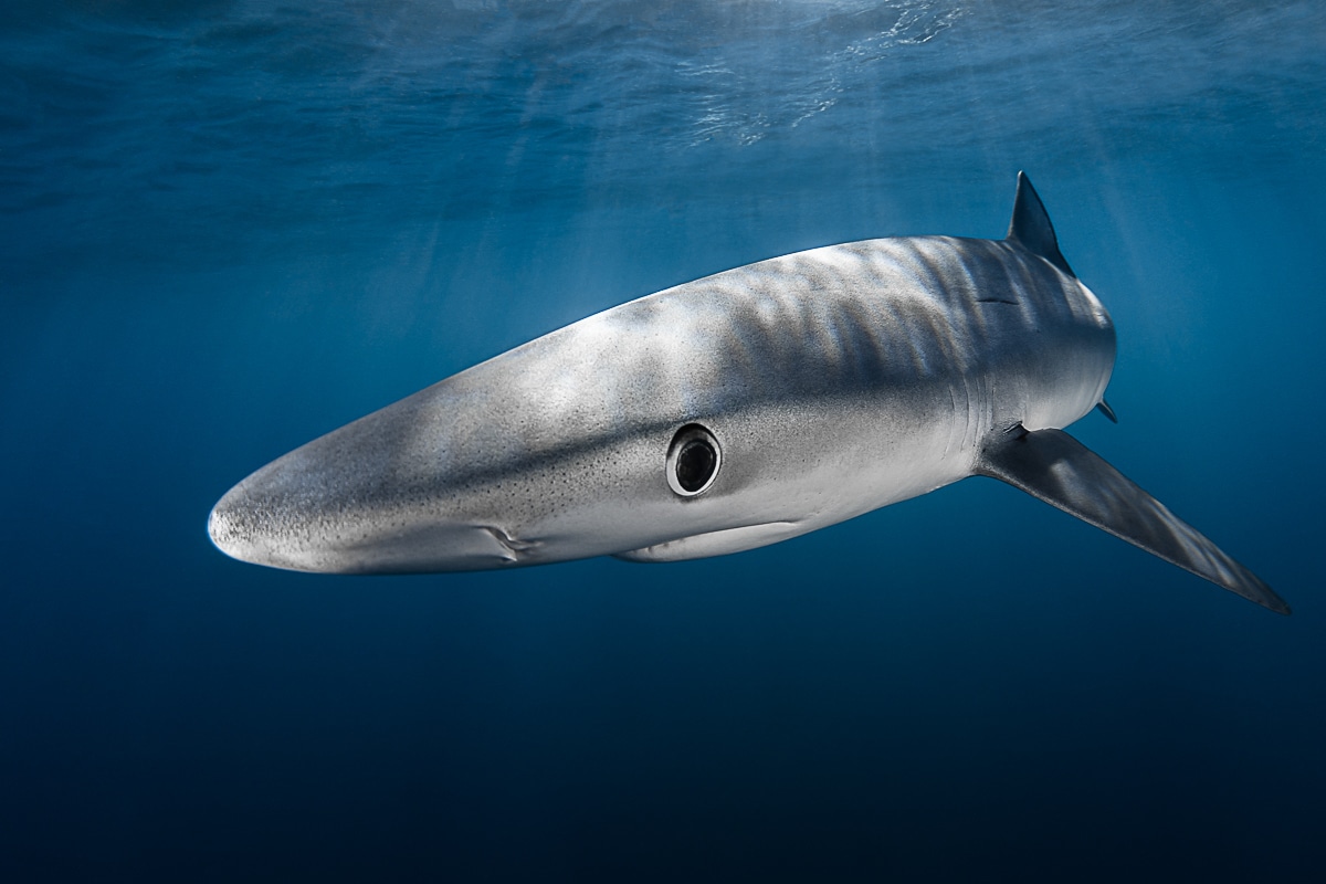 Blue Shark