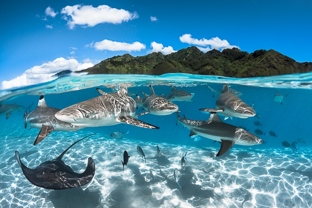 Greg Lecoeur Discusses His Incredible Underwater Photography Career