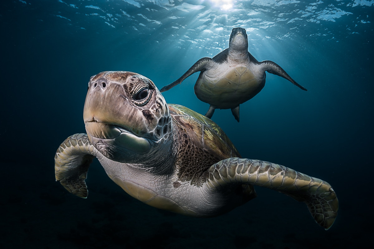 tortuga verde nadando en coral
