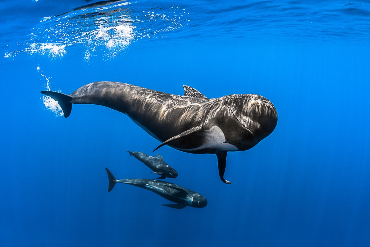 Marine Life Underwater by Greg Lecoeur