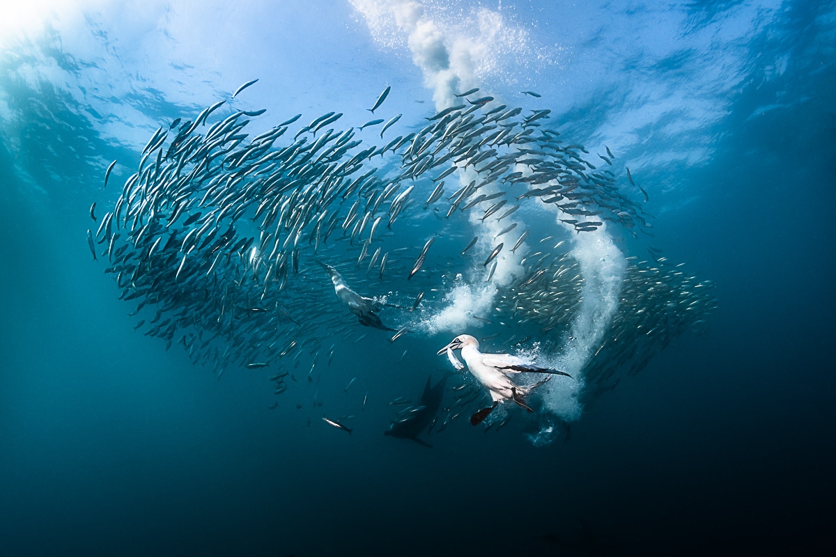 Underwater Photograph by Greg Lecoeur