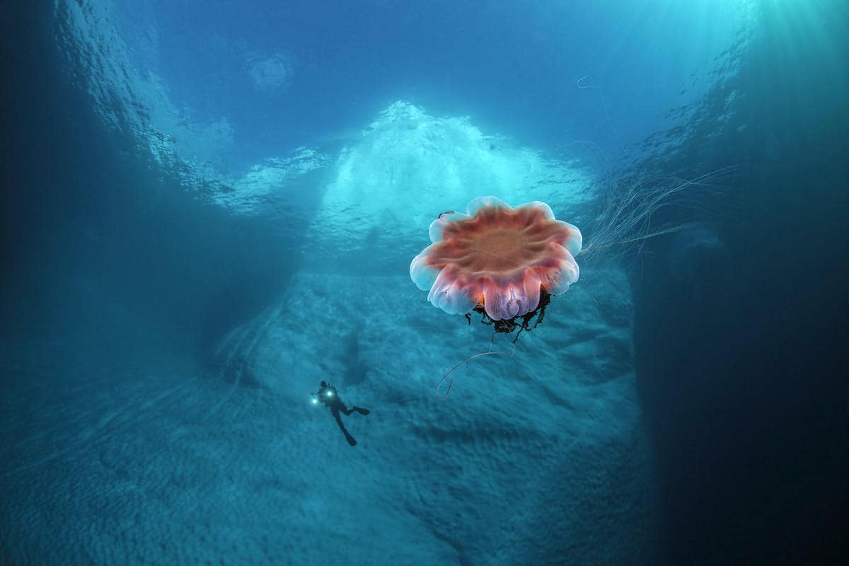 Small Lion's mane jellyfish, Cyanea capillata, with a diver in the background