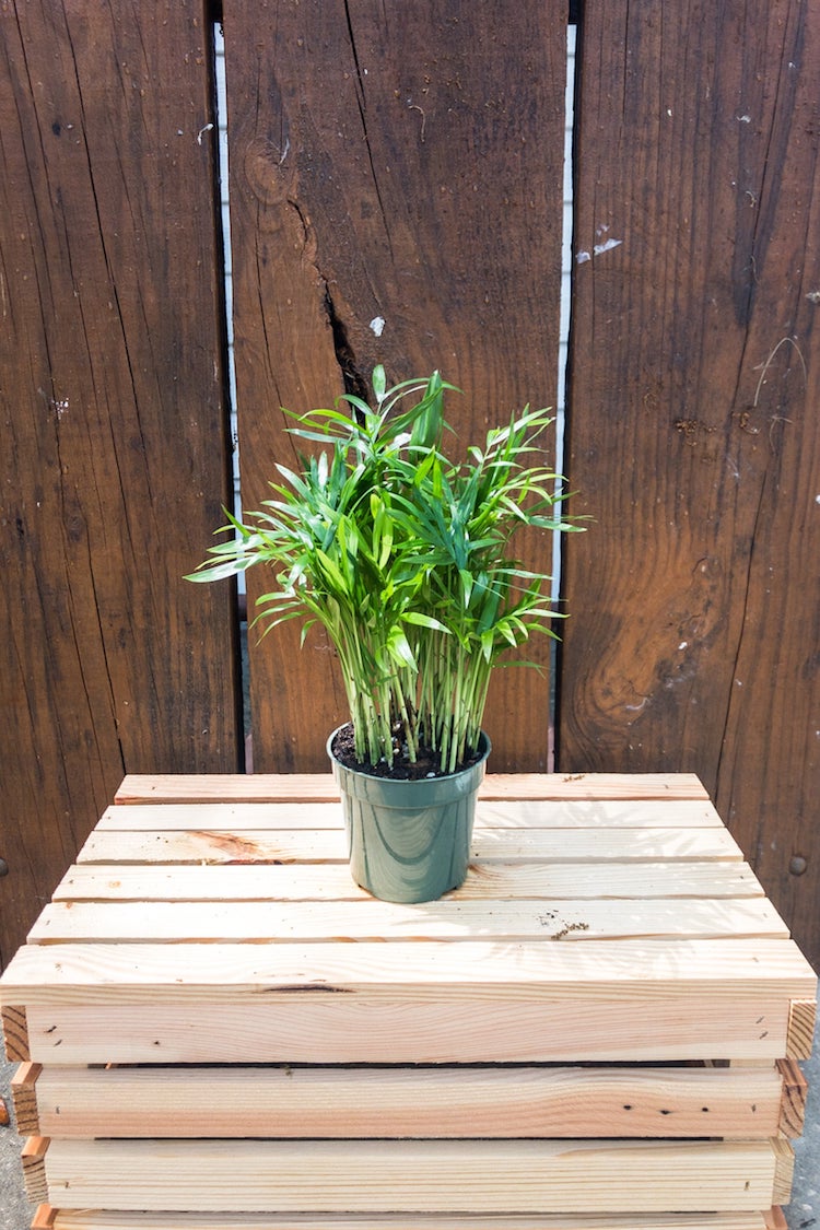 Live House Plant