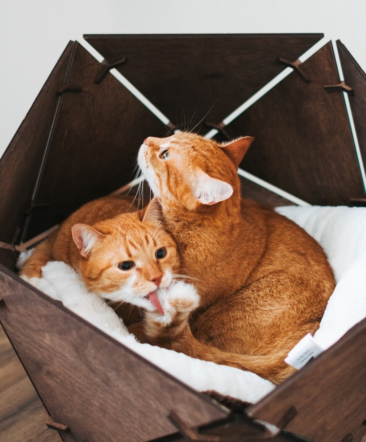 Modern Cat Furniture by Oh My Woood