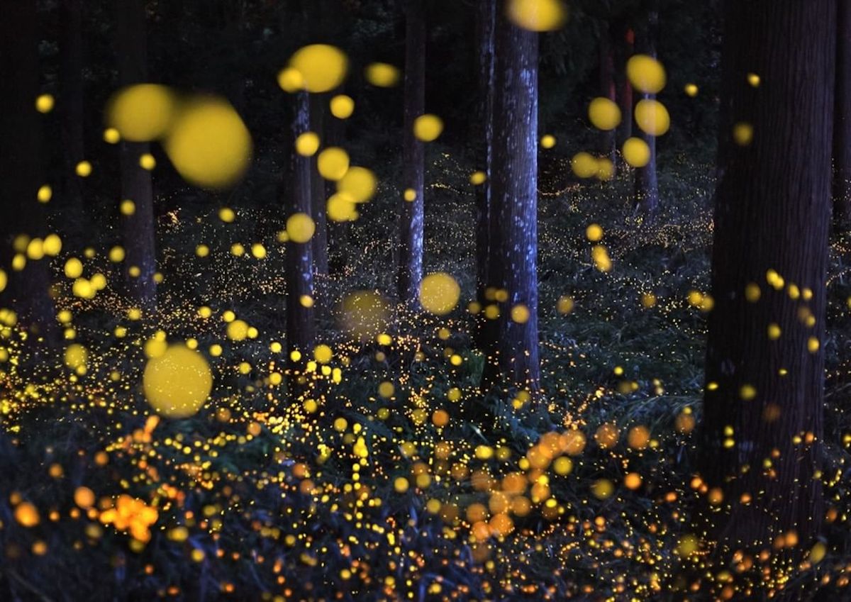 fotografia de cielo estrellado por Nori Yuasa