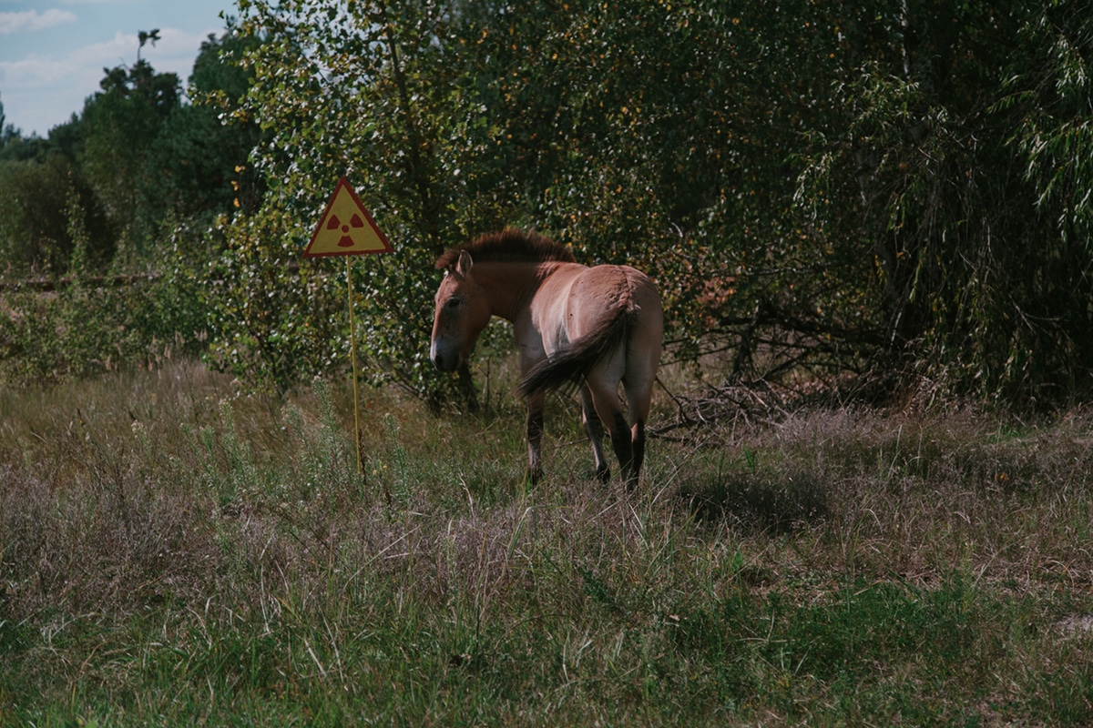 caballo en chernobyl