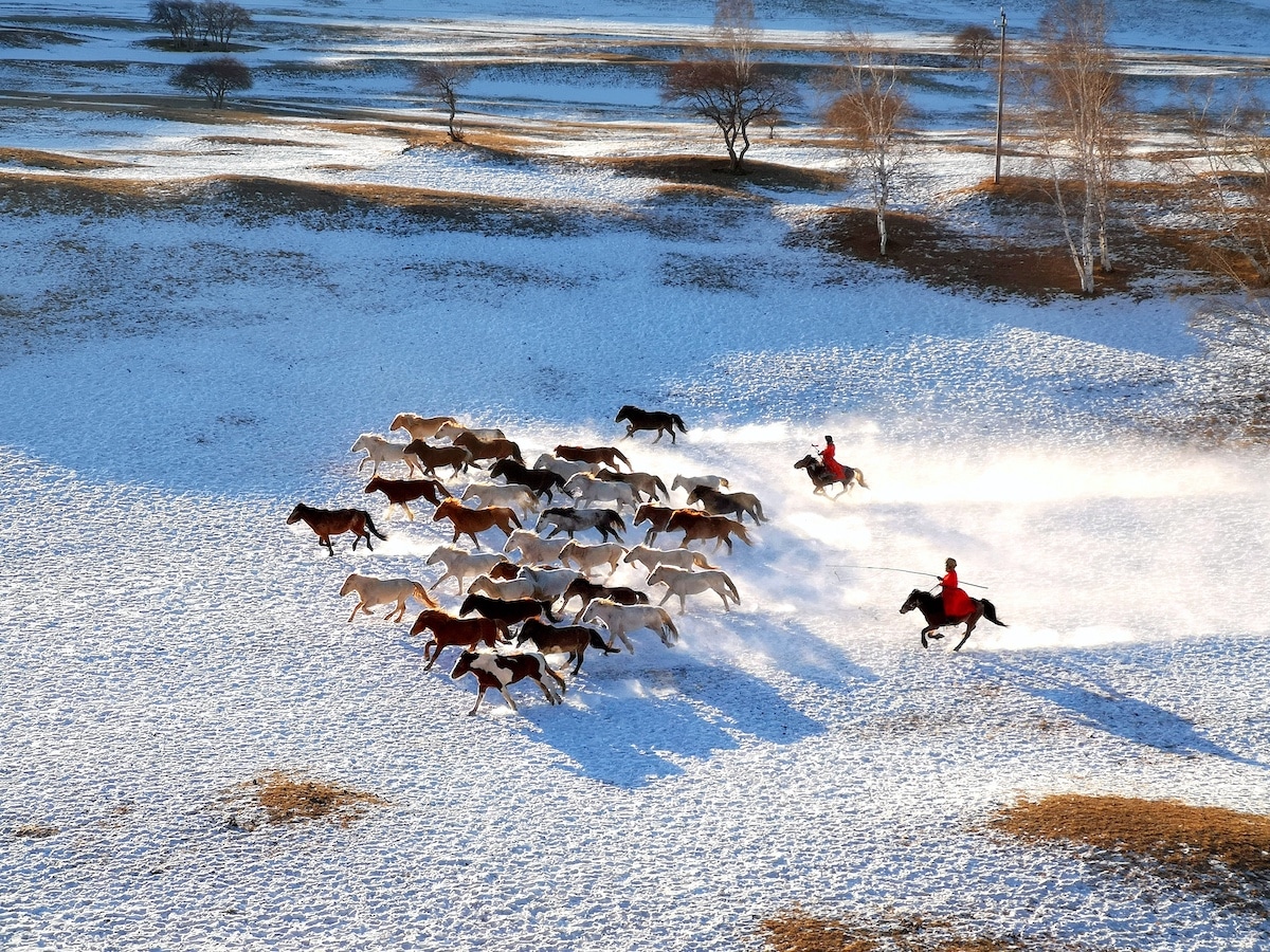 Horses Racing Across the Snow