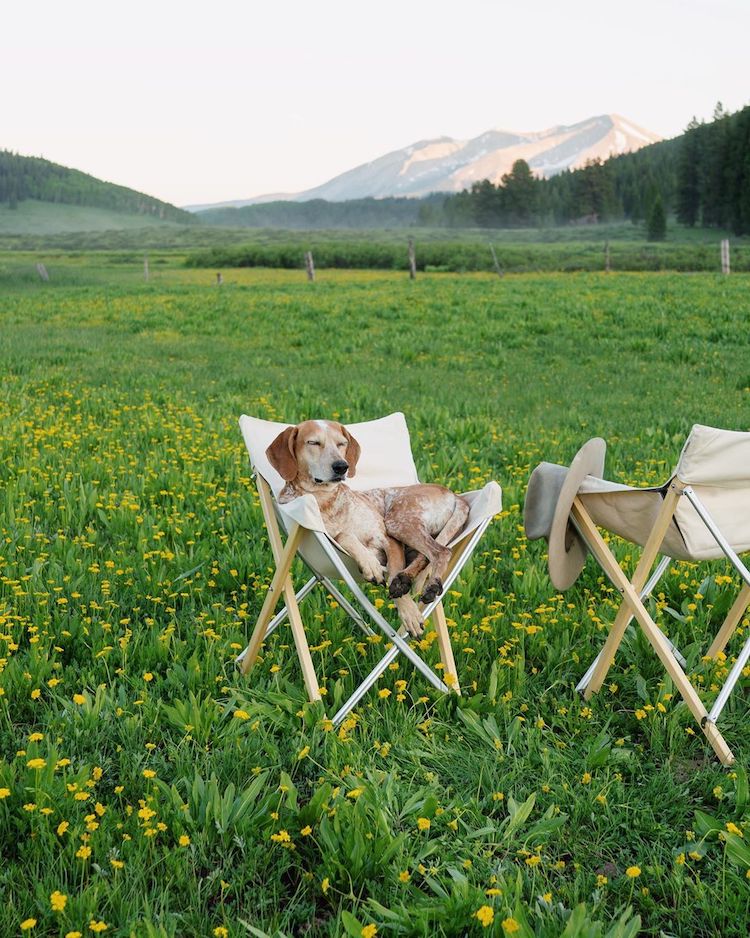 Maddie the Coonhound