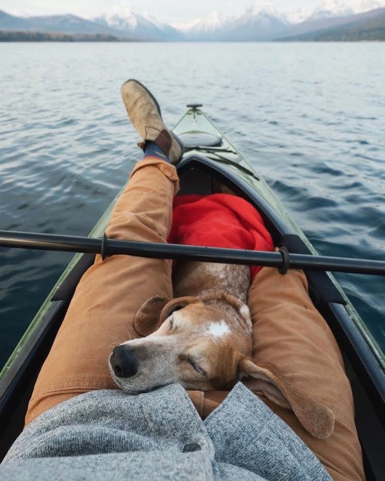 Maddie the Coonhound perros de viaje