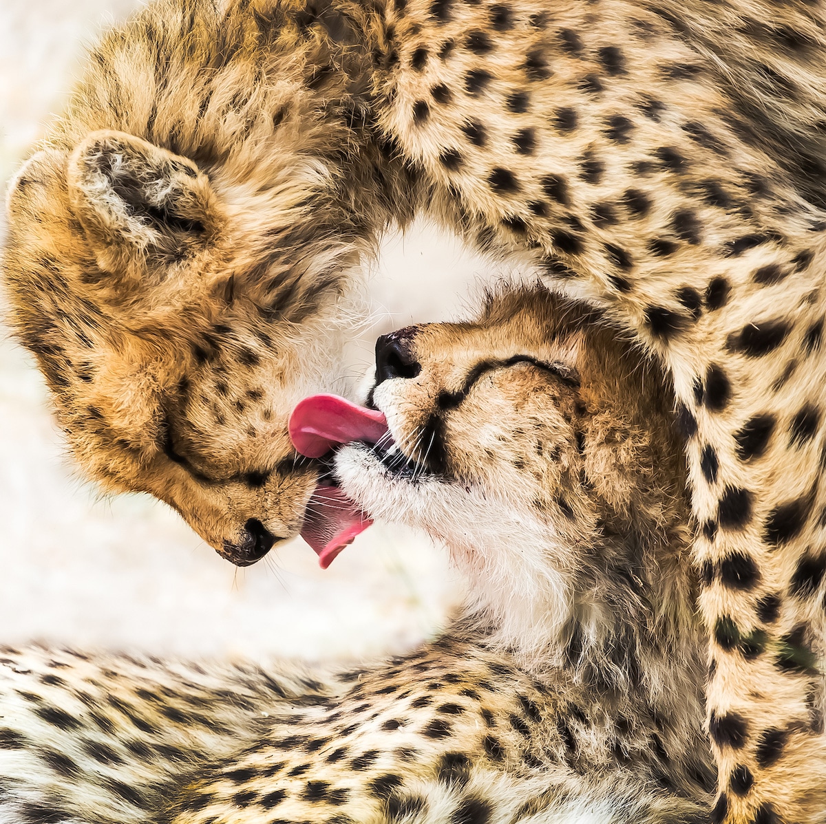 Cheetahs Licking Each Other's Faces