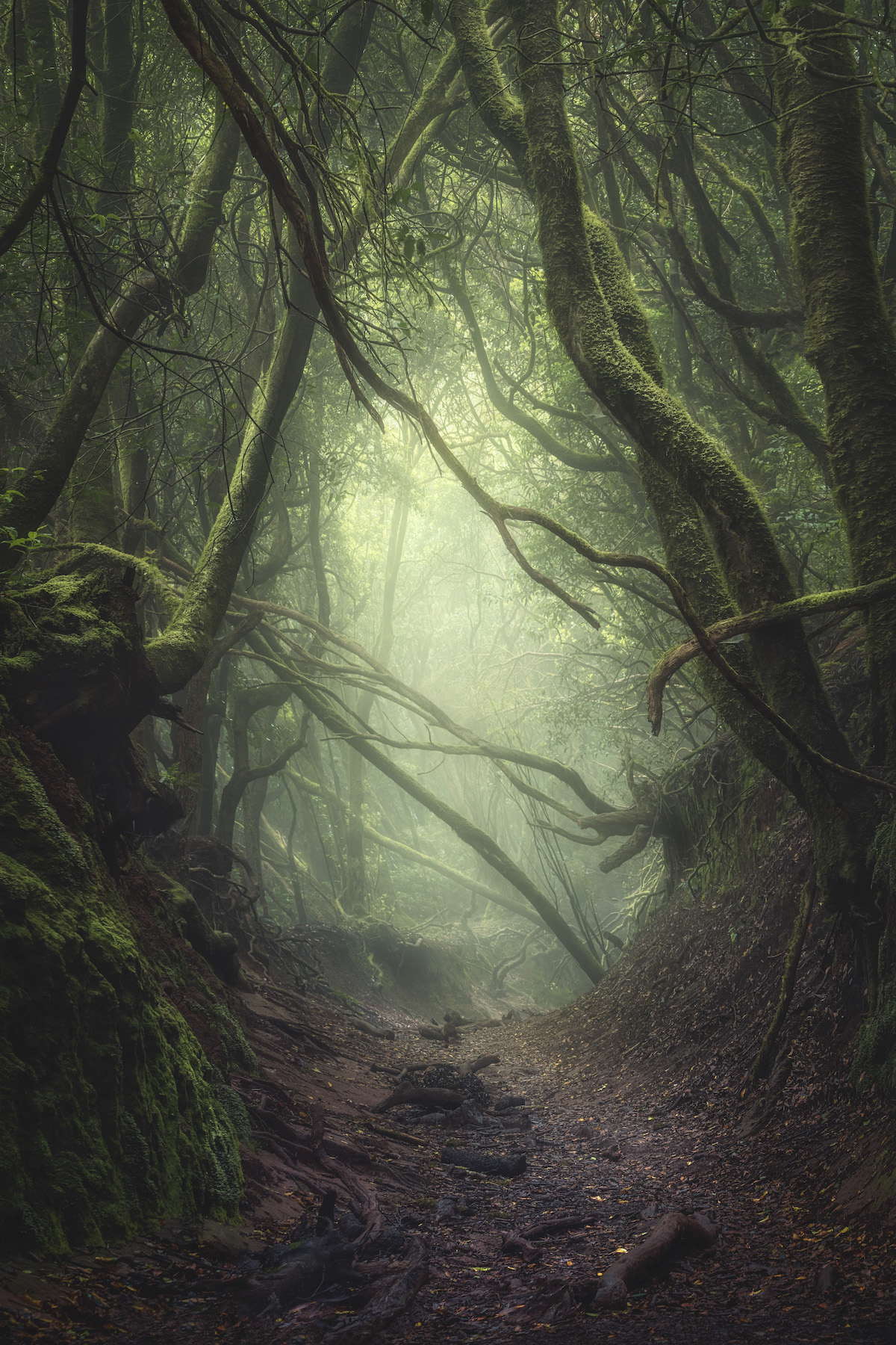 Forest of the Anaga Mountains in Tenerife