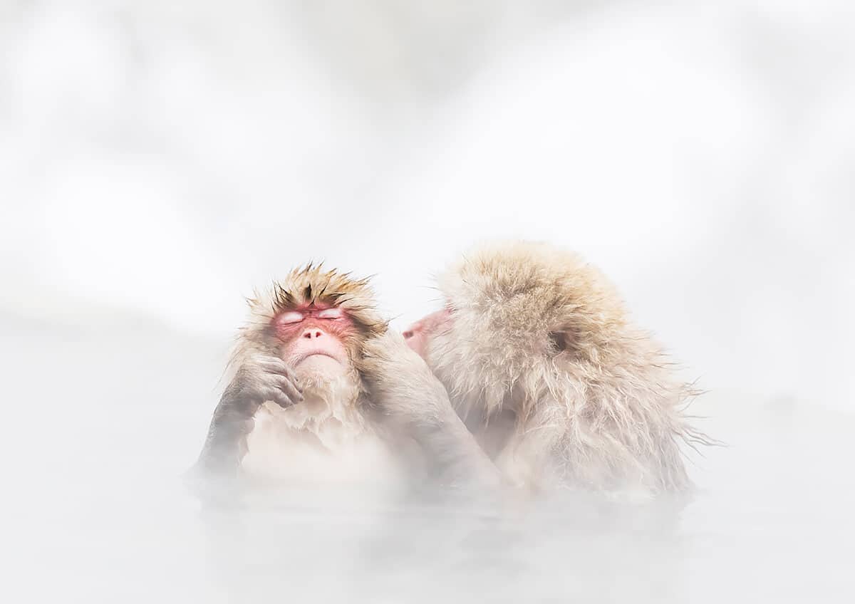 Monkeys in Japanese Hot Springs