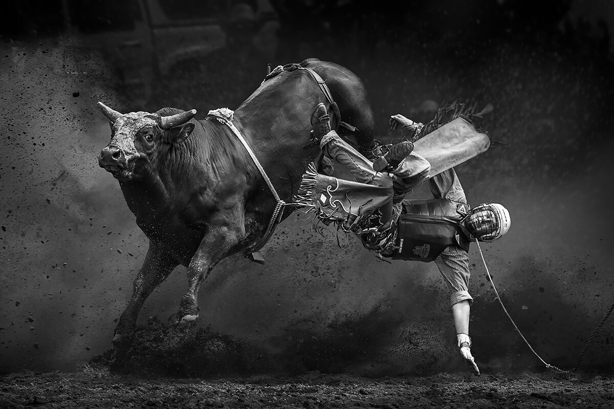 Man Being Bucked Off a Bull