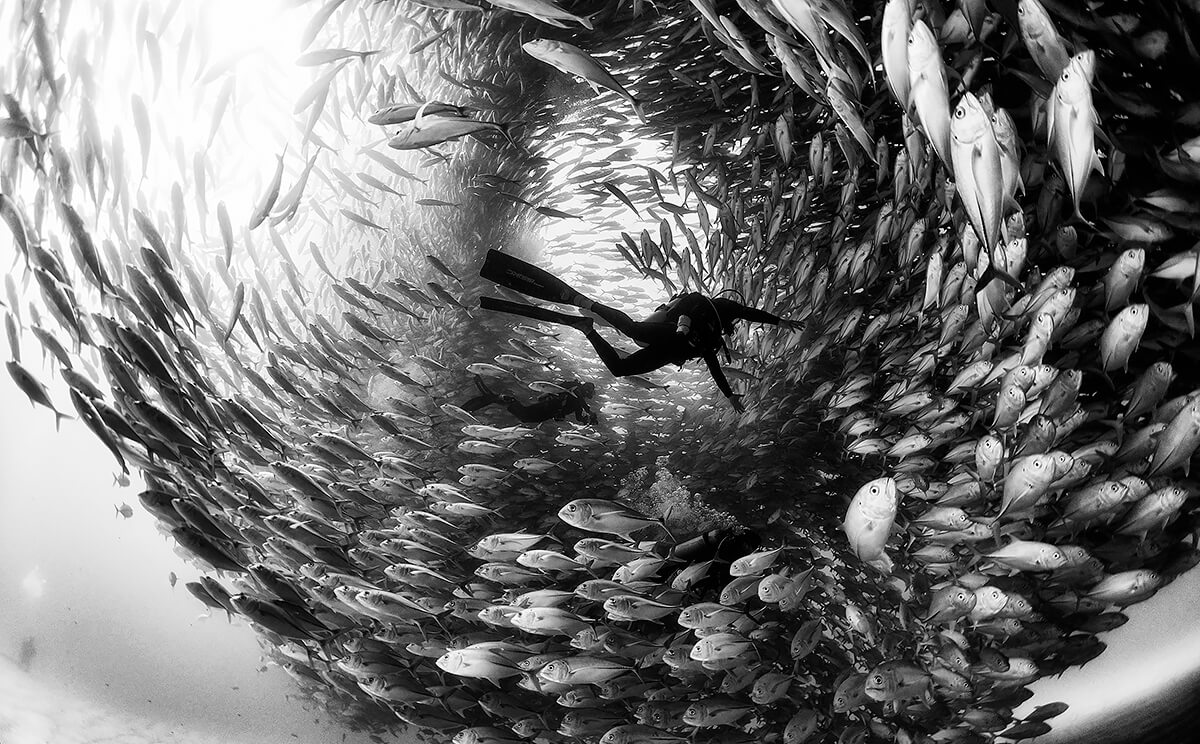 Underwater View of a School of Fish