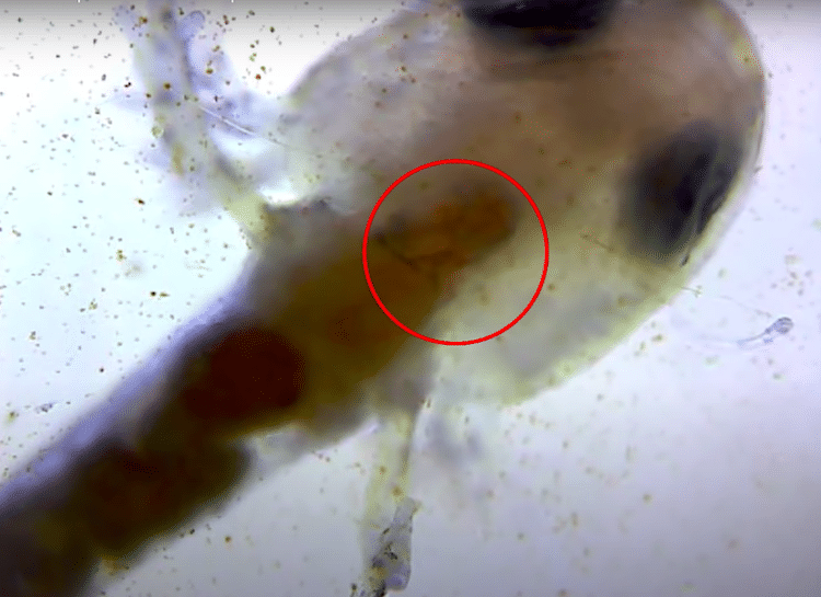 Newt Tadpole With Heart Circled