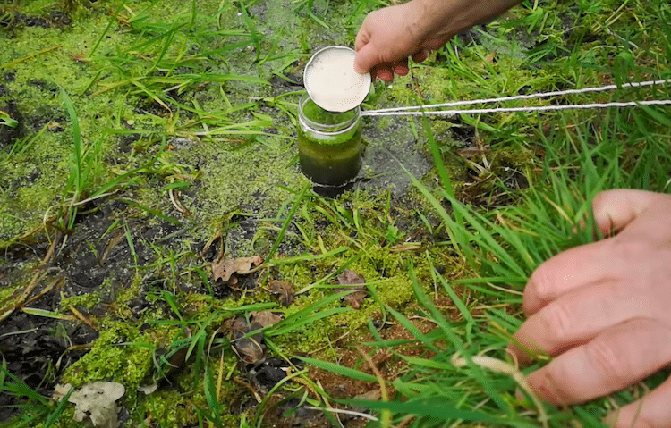 Returning Organisms to Pond