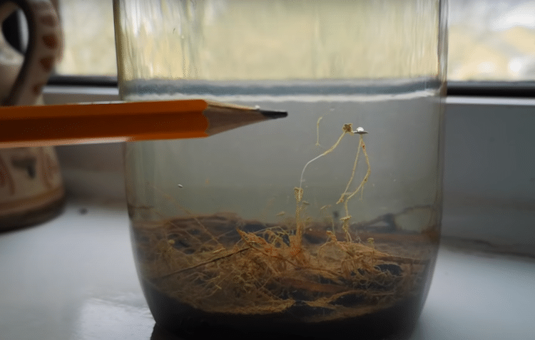 Hidra en un ecosistema cerrado con agua de estanque
