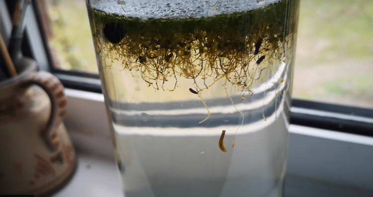 Pondwater Ecosystem in a Jar